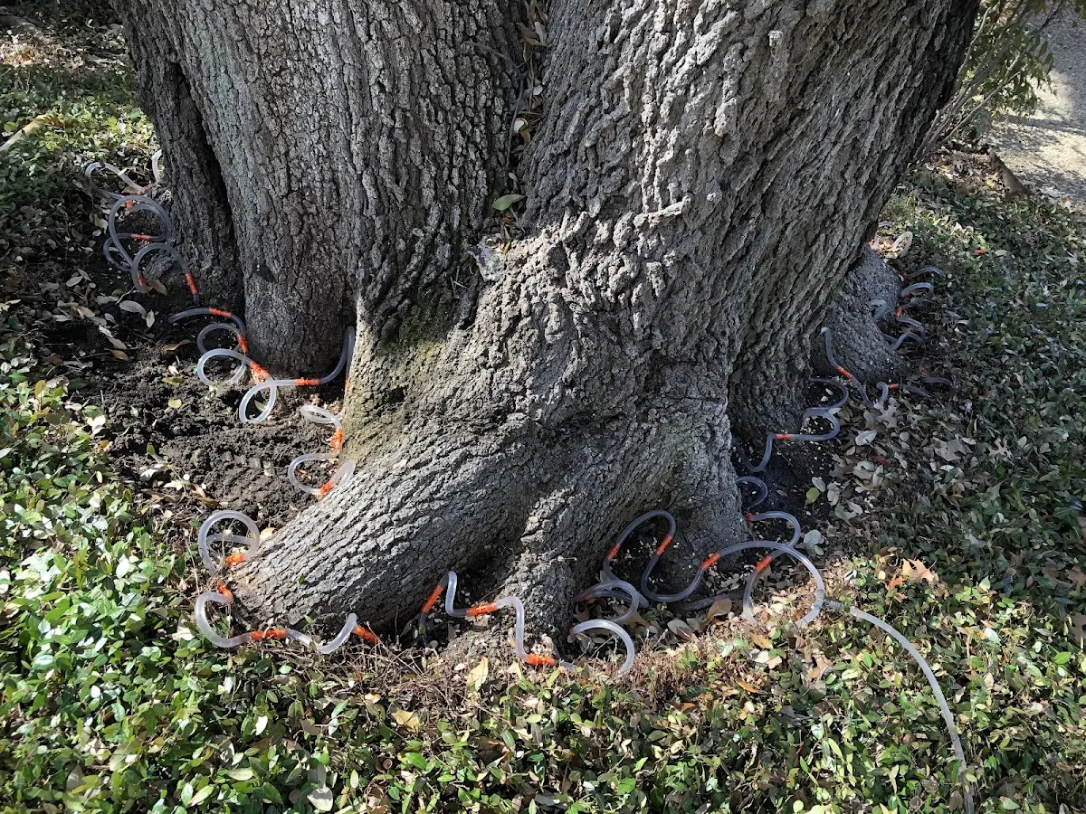 Detailed Tree Cabling and Bracing job site in Arden
